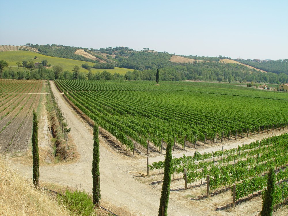 Vigneto Azienda agricola Lebuche